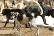 All stray dogs in Delhi-NCR to be moved to shelters: Supreme Court’s big order